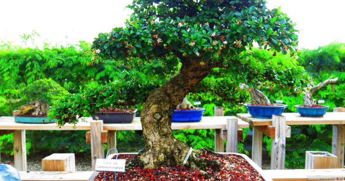 When can you wire a Ficus Bonsai Tree?