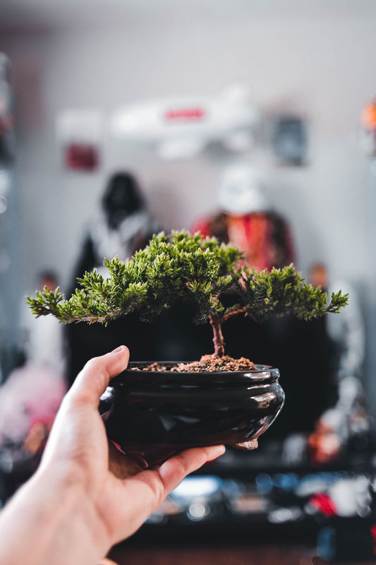 A comparison of bonsai trees and topiaries