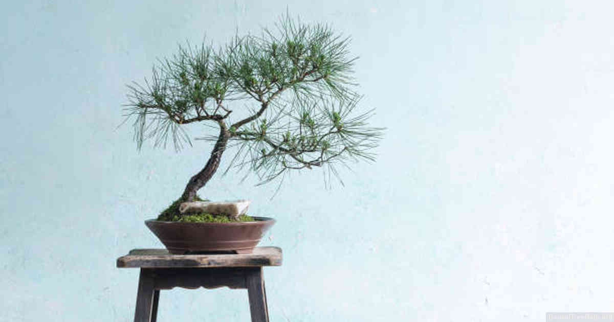 Achieving Optimal Shape and Form with Spruce Bonsai Wiring Technique