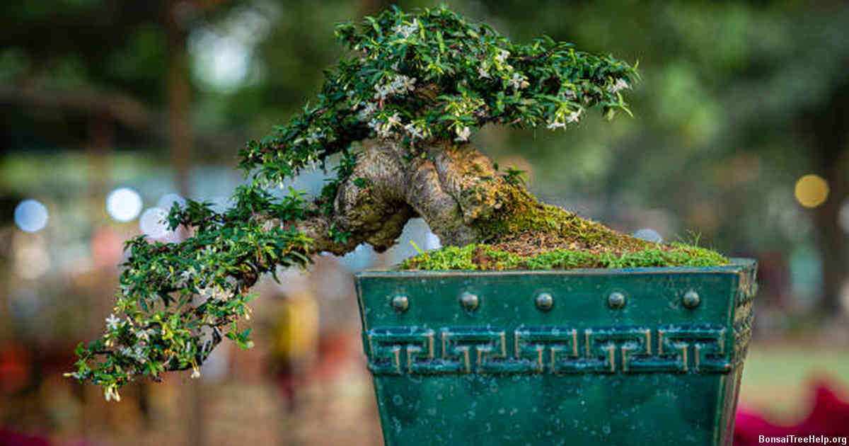 Achieving Success in Growing a Healthy and Beautiful Bonsai with Patience and Care