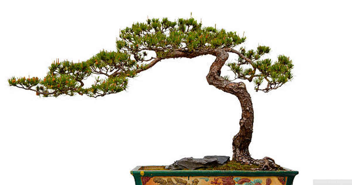 Adding details to the bonsai drawing