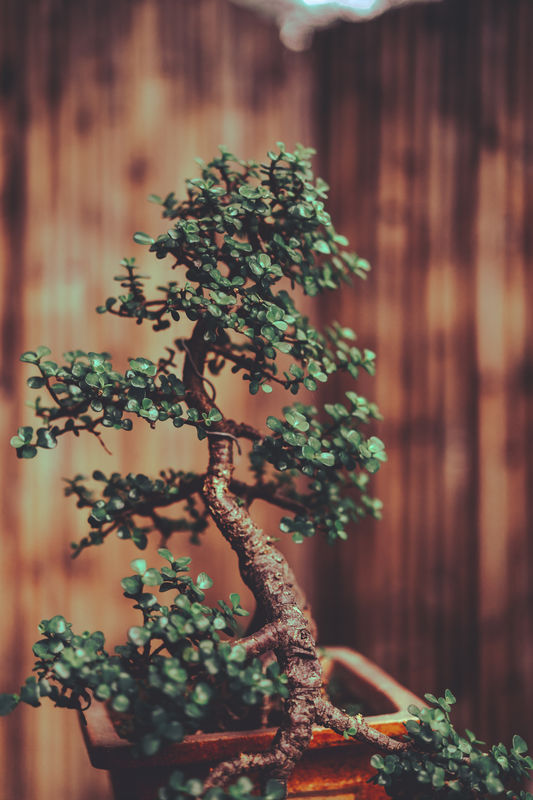 Adding the foliage to your artificial bonsai