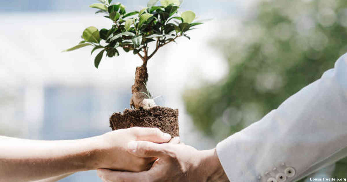 Additional Care Considerations for Healthy Bonsai Growth