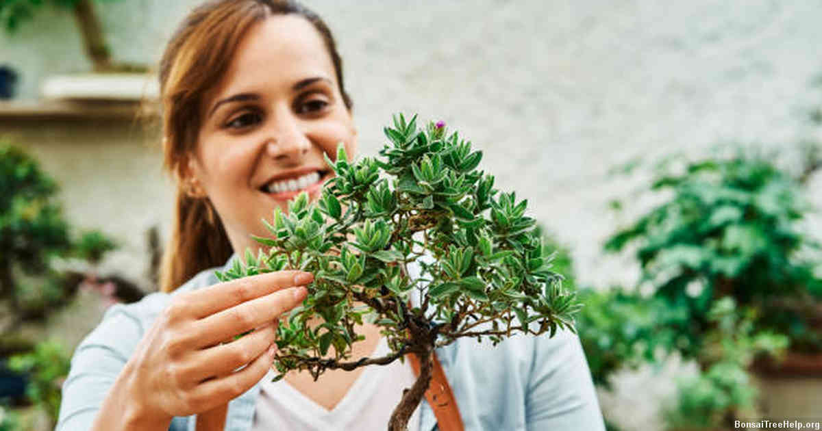 Advanced Techniques in Maintaining a Healthy and Beautiful Bonsai Tree