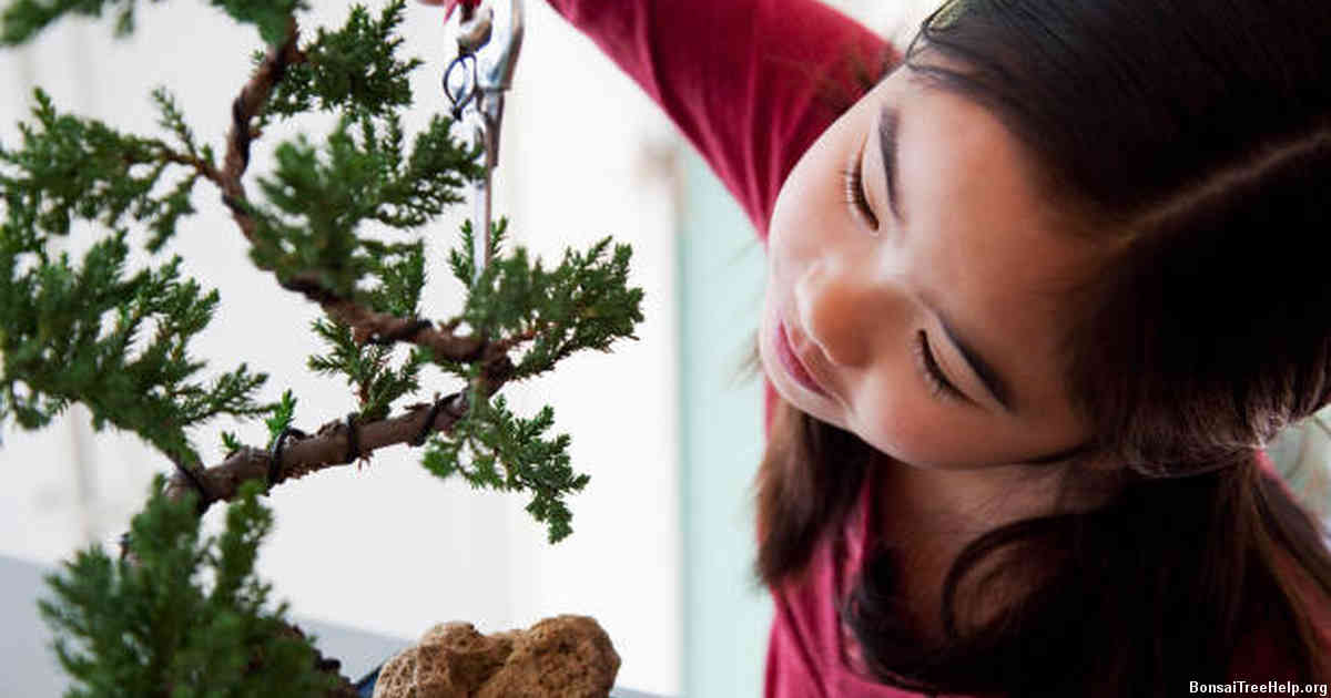 Advantages and Disadvantages of Using Steel Wire for Bonsai