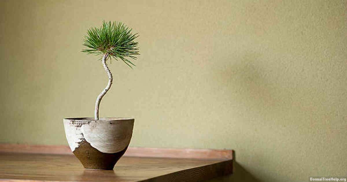 After Harvest Care Tips for Your Bonsai Tree