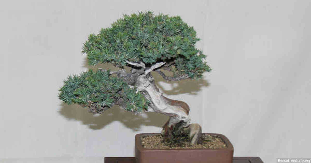 Aftercare and Maintenance for Wired Bonsai Trees