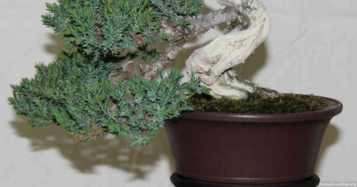 Aftercare Tips for a Newly-Wired Ficus Bonsai