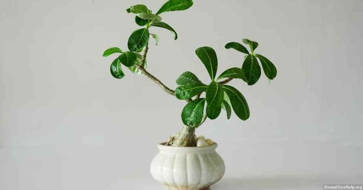 Aftercare Tips for Your Newly Pruned Baobab Bonsai