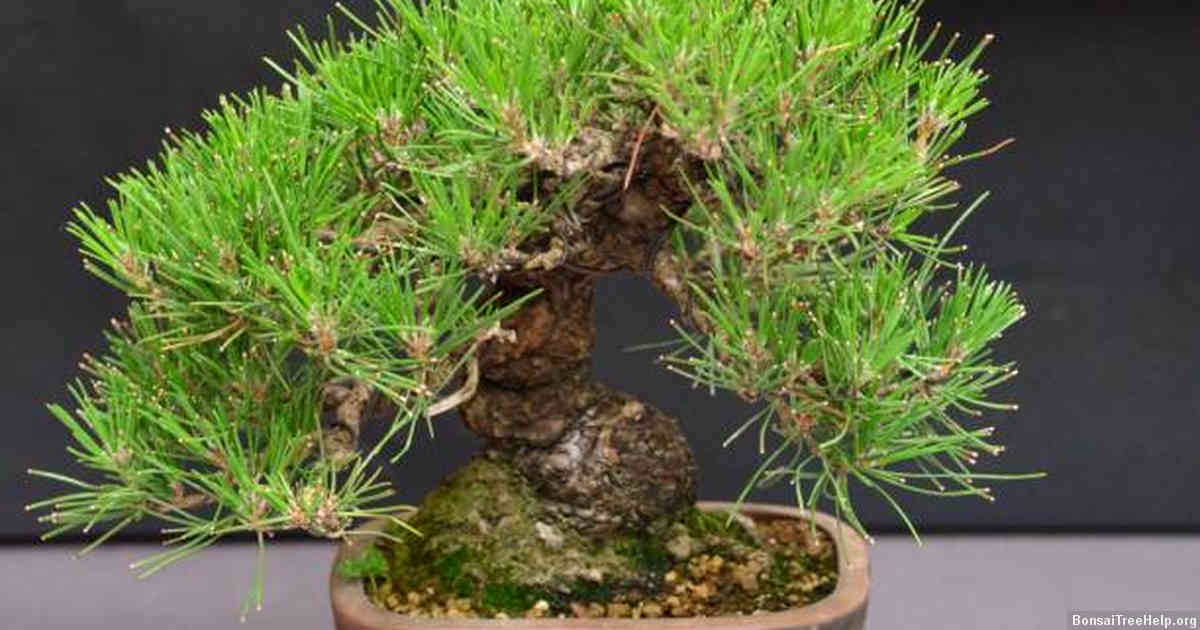 Airing the roots and other techniques for saving a Bonsai nearing its end