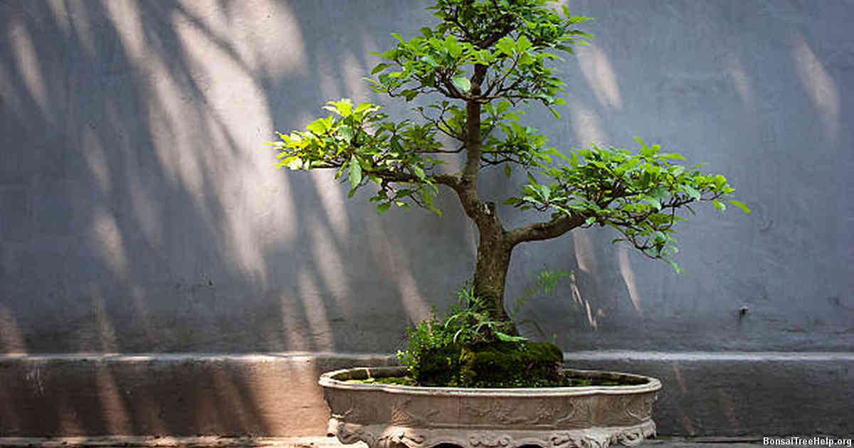 Alternative Cleaning Methods for Bonsai Plants