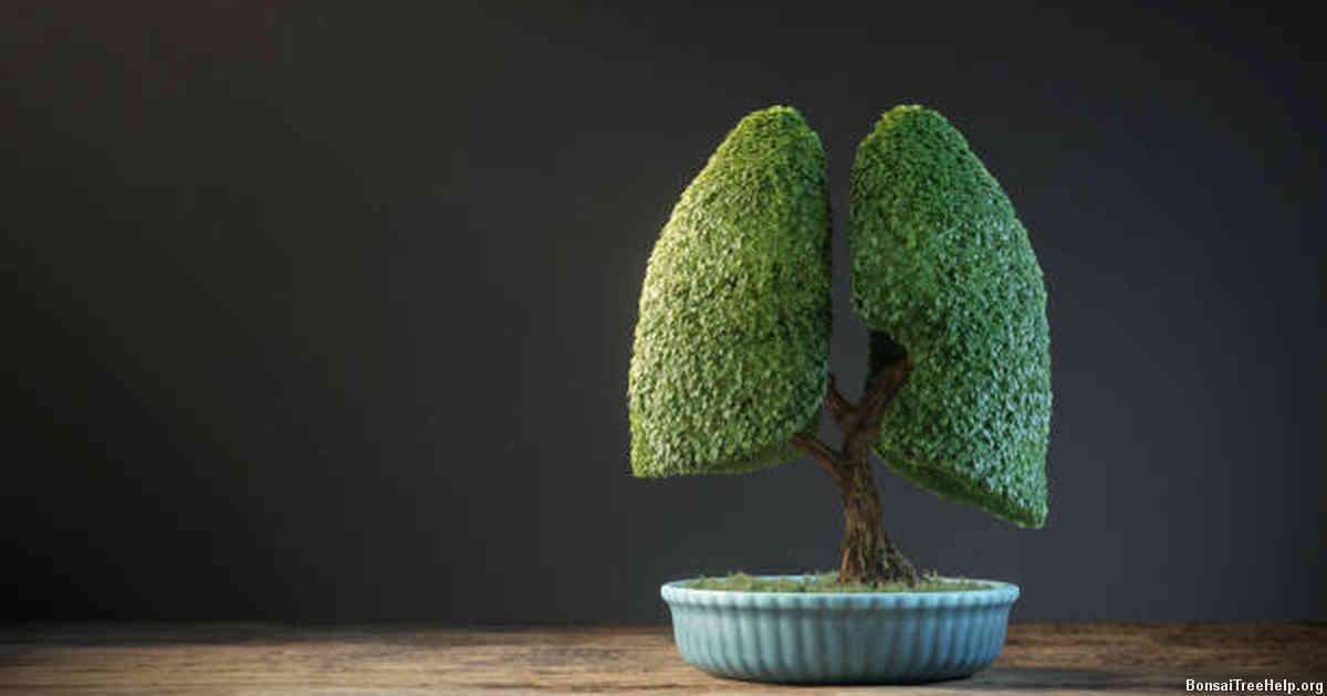 Alternative options to buying a fully grown bonsai, such as starting from seeds or cuttings