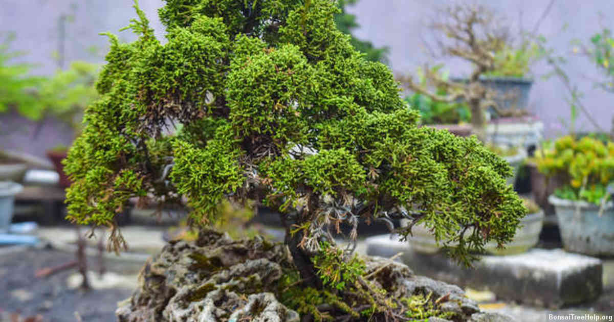 Alternative Techniques for Protecting Wounds on Bonsai Trees