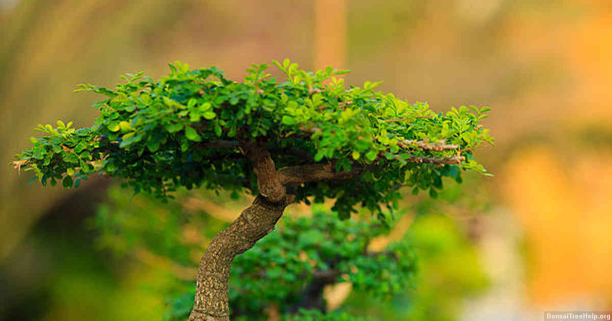 Anchoring Your Bonsai Tree onto the Driftwood: Wiring and Securing Tips