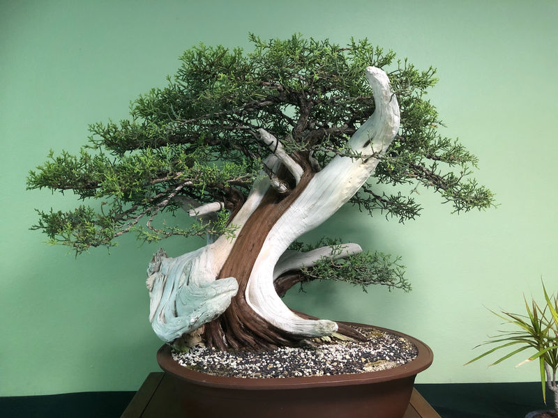 Applying Carving to Achieve Intentional Marks on Your Ficus Ginseng Bonsai Tree