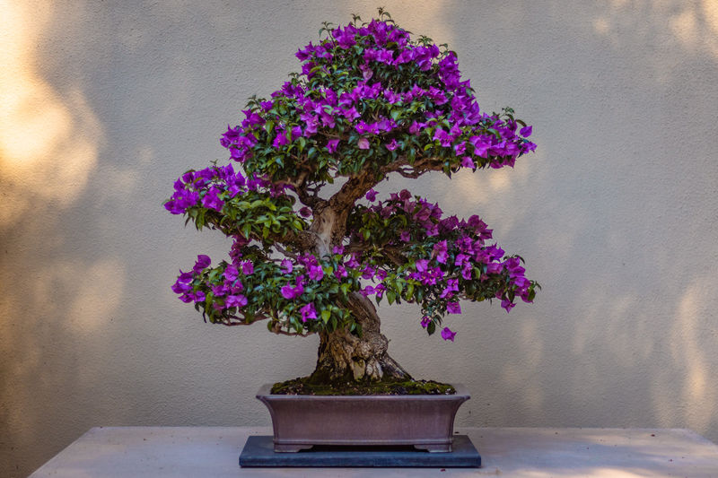 Are bonsai real trees?