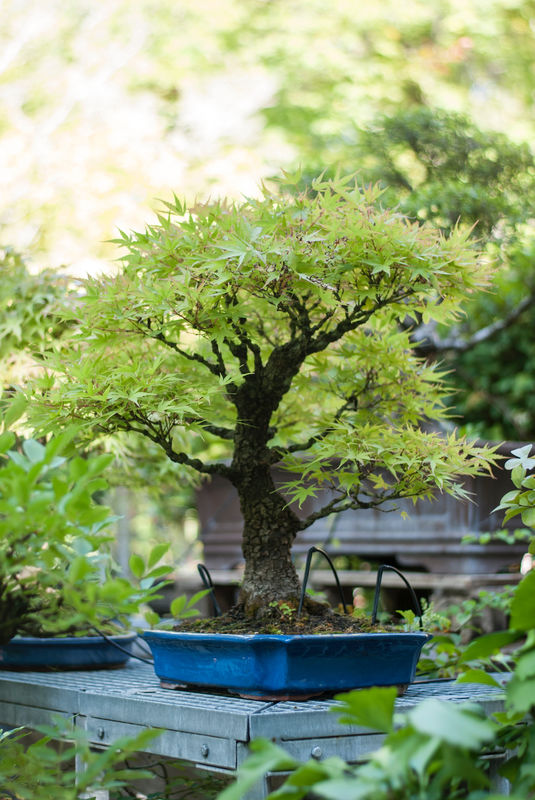 Are Bonsai seeds different?
