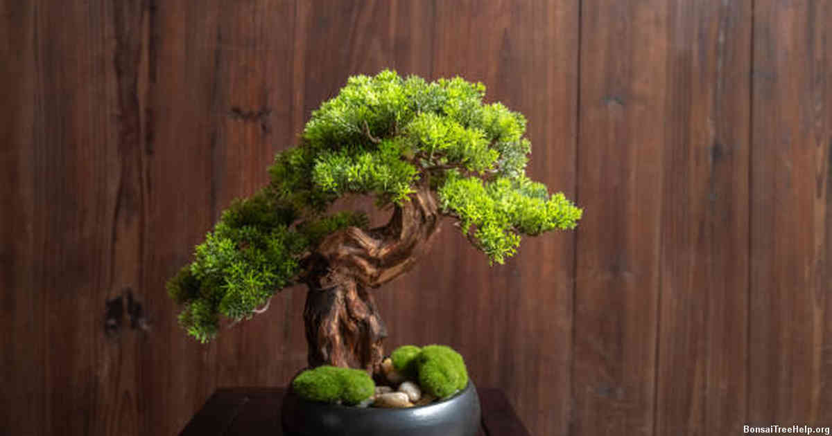 Are bonsais hard to grow?