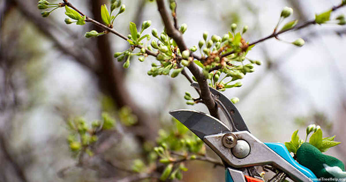 Avoiding Common Mistakes When Defoliating a Bonsai Tree