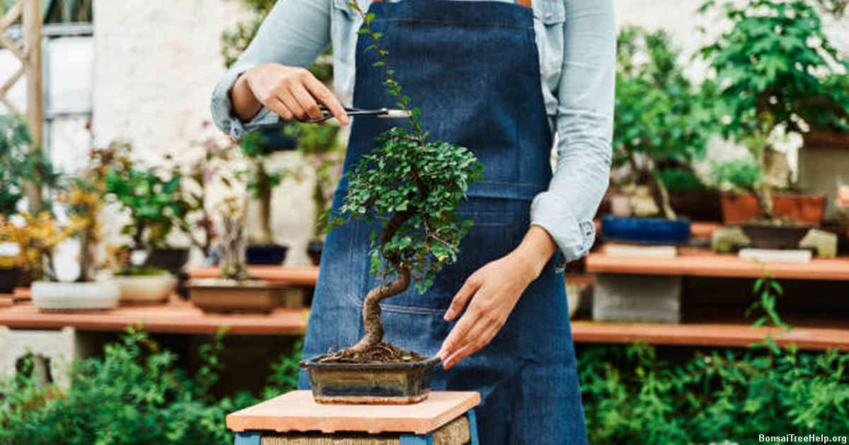 Avoiding Common Mistakes When Trimming Young Bonsai Plants