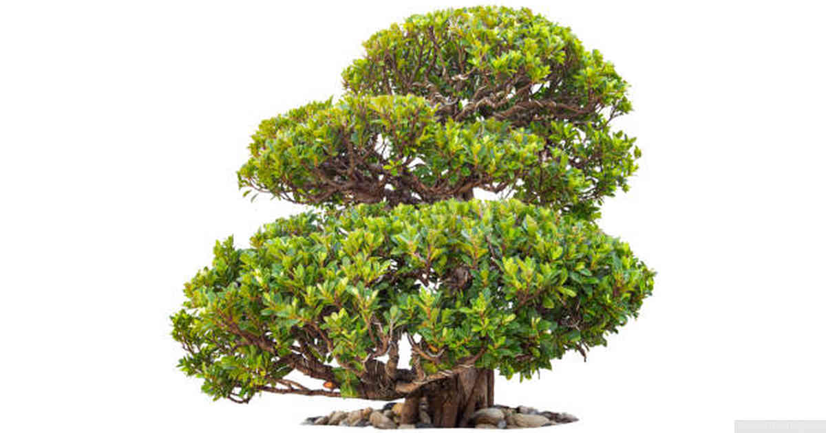Avoiding Overfeeding and Nutrient Burn in Juniper Bonsai Trees