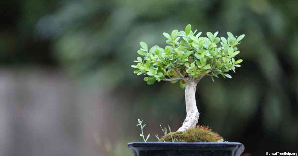 Basic steps in repotting a boxwood bonsai