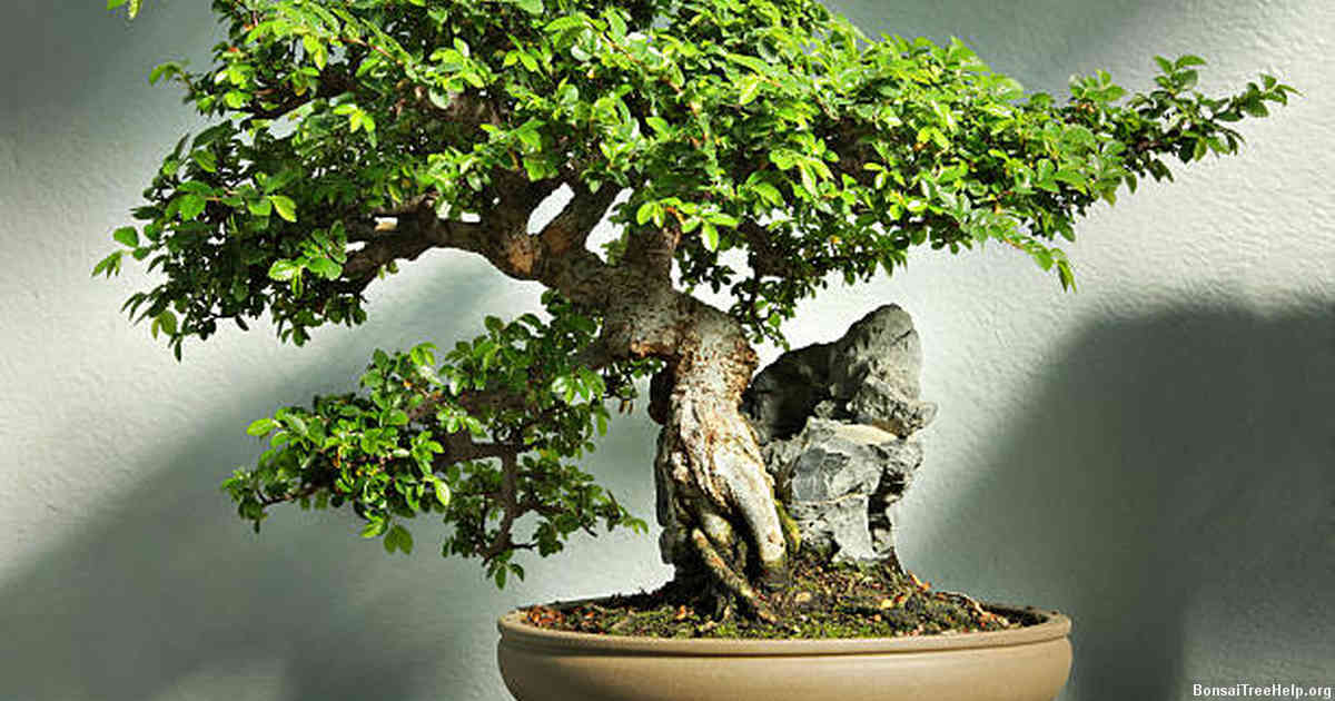 Basic Watering Techniques for Your Indoor Bonsai Tree