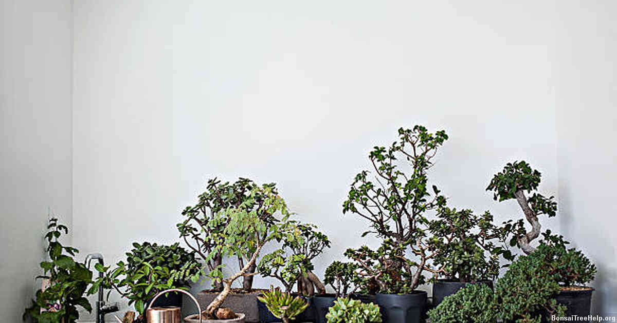 Before You Begin: Understanding Your Black Pine Bonsai
