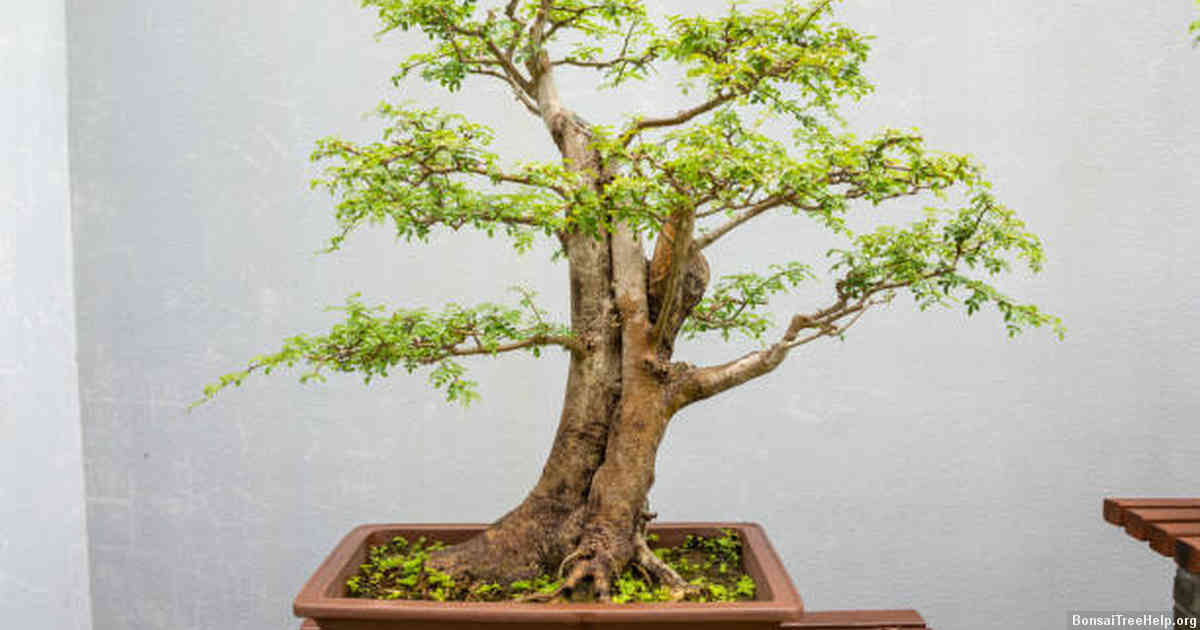 Benefits of Growing Bonsai Trees