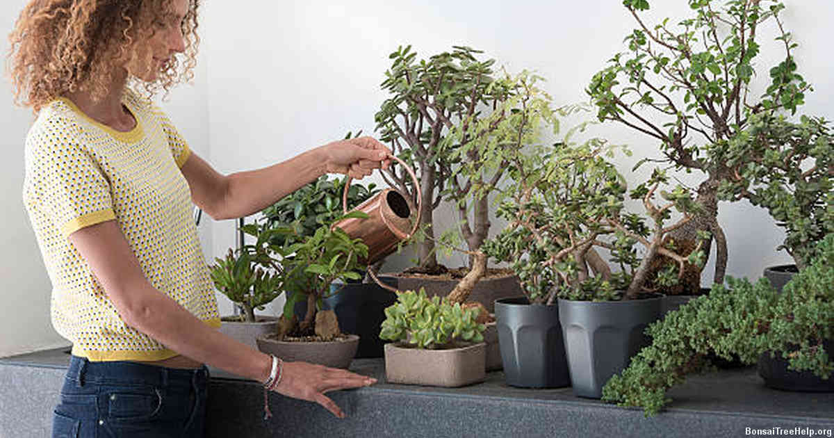 Benefits of Having a Prickly Bonsai Tree