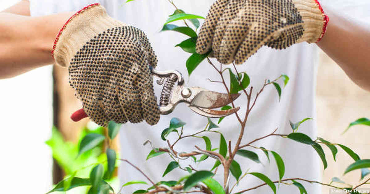 Benefits of keeping bonsai trees outdoors