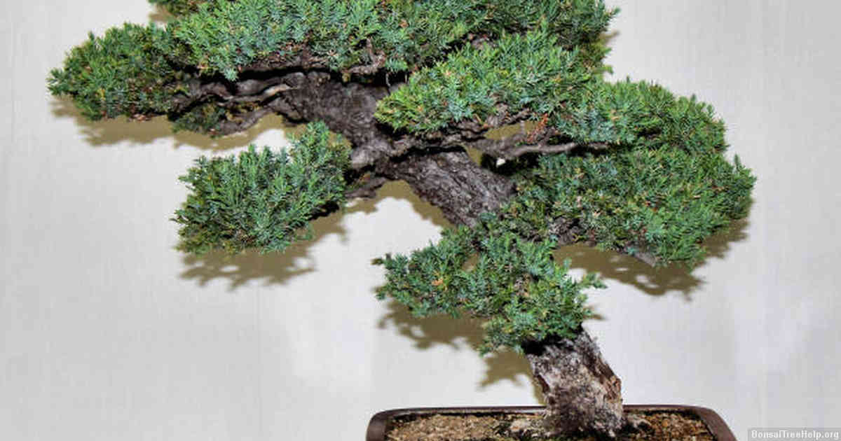 Benefits of trimming your red maple bonsai tree regularly