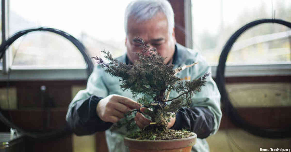 Best Practices for Watering and Fertilizing a Bonsai Tree