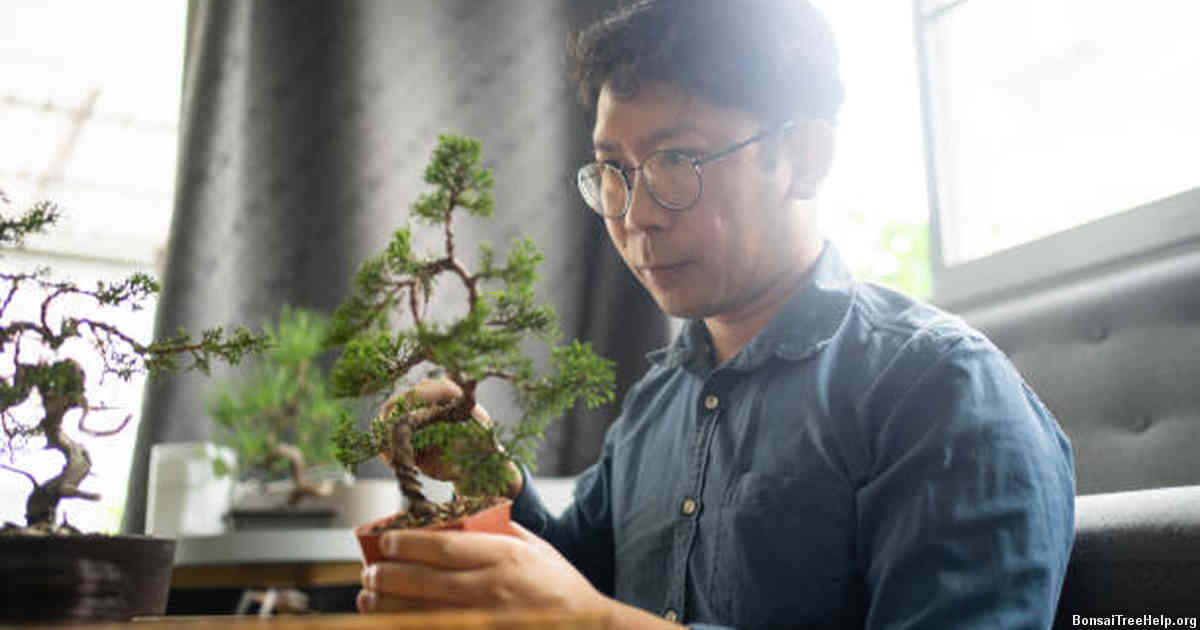 Bonsai care instructions after purchasing