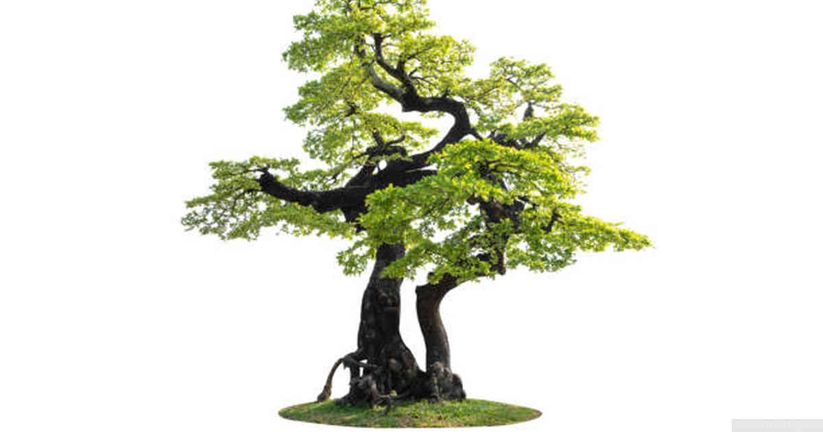 Can a bonsai tree live outside?