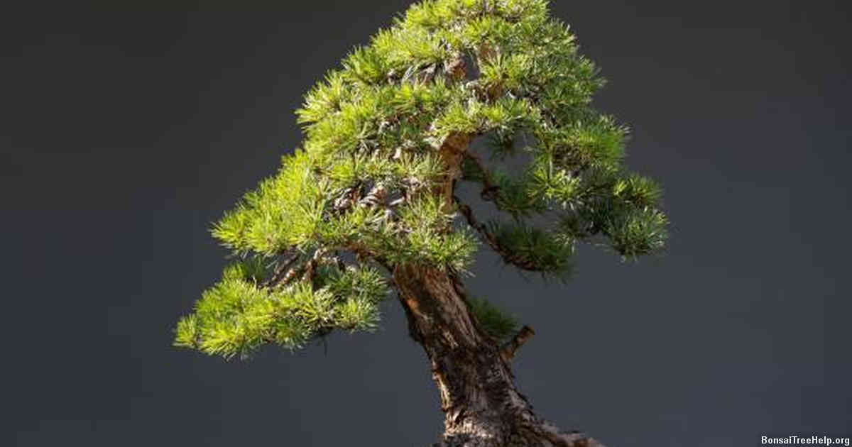 Can I bonsai any tree?