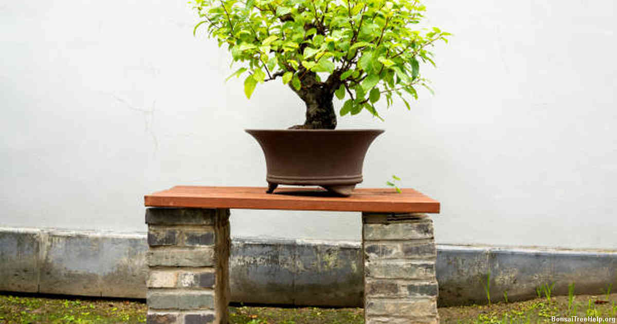 Can I put my bonsai tree outside?
