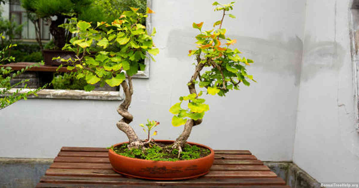 Can I use potting soil for bonsai?