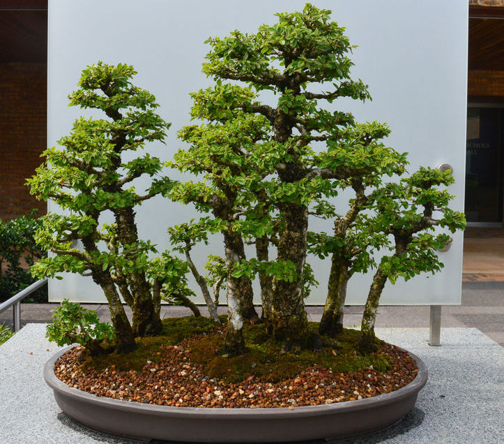 Can potting soil with Miracle Grow work for a bonsai?