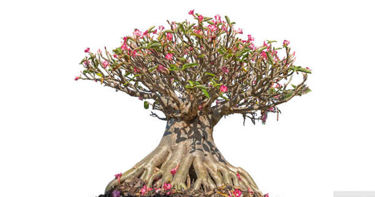 Can trees with taproots be grown as bonsai?
