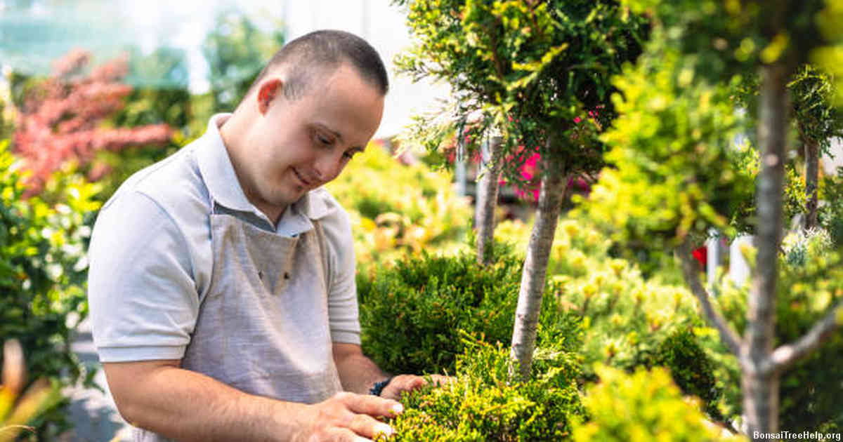Can you grow a bonsai from a cutting?