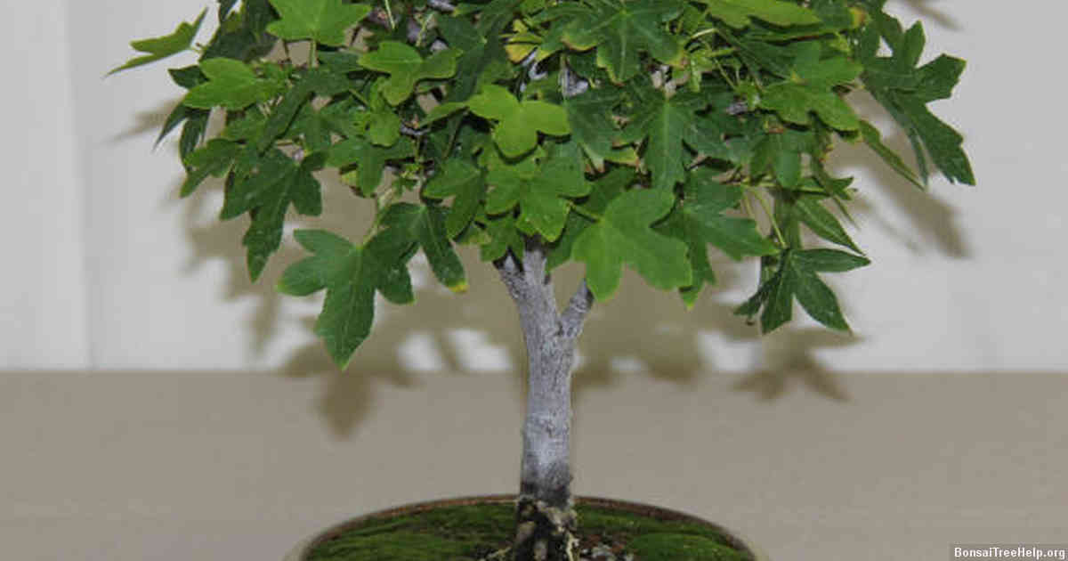 Can you make bonsai fruit trees?