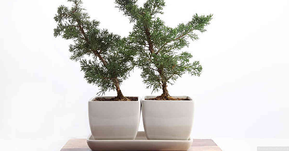 Caring for Litchi Bonsai Tree in Different Seasons