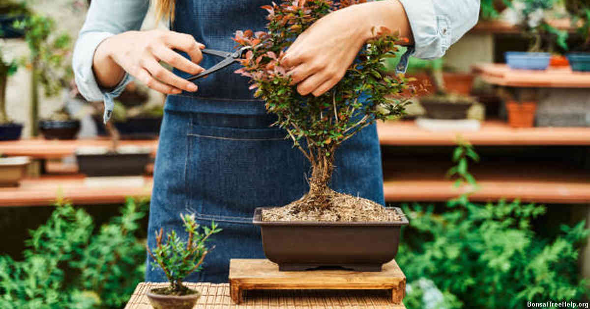 Caring for newly repotted bonsai trees