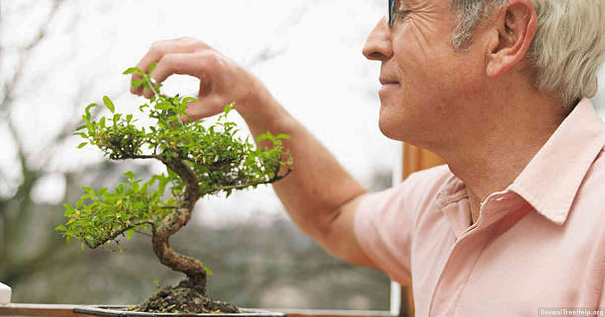 Caring for Younger vs. Older Bonsai Trees