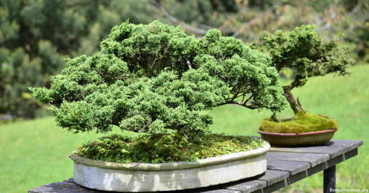 Caring for Your Bonsai Plant with Proper Nutrients and Watering