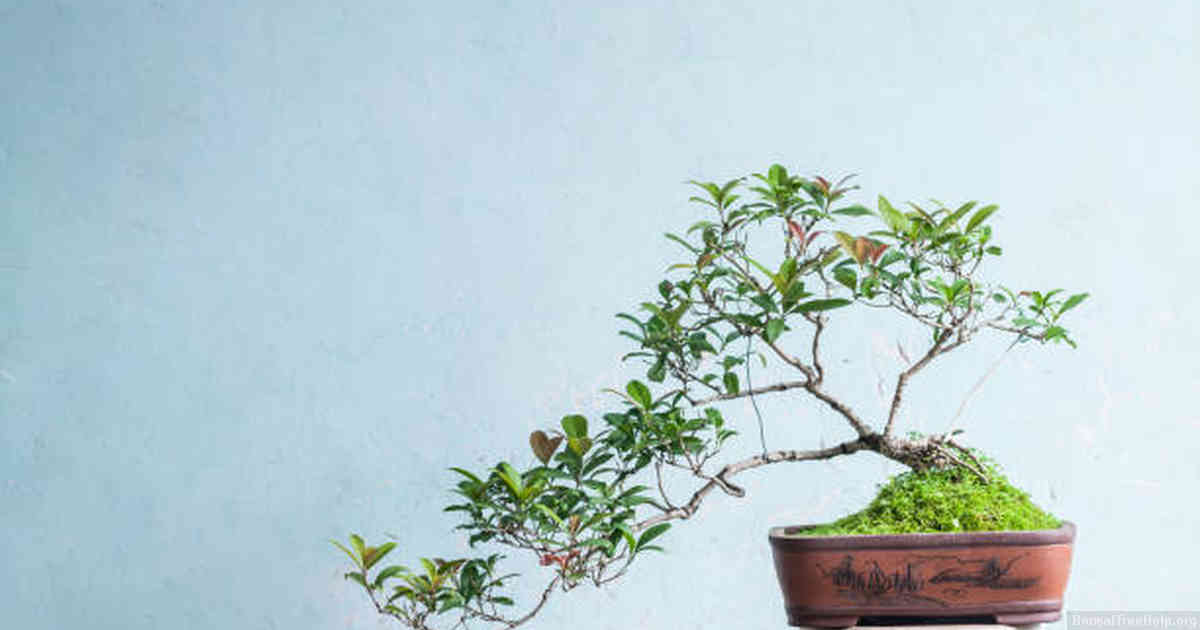 Caring for Your Bonsai Tree to Promote Growth and Health