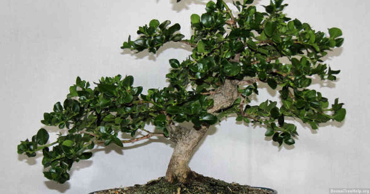 Caring for Your Jade Bonsai After Pruning