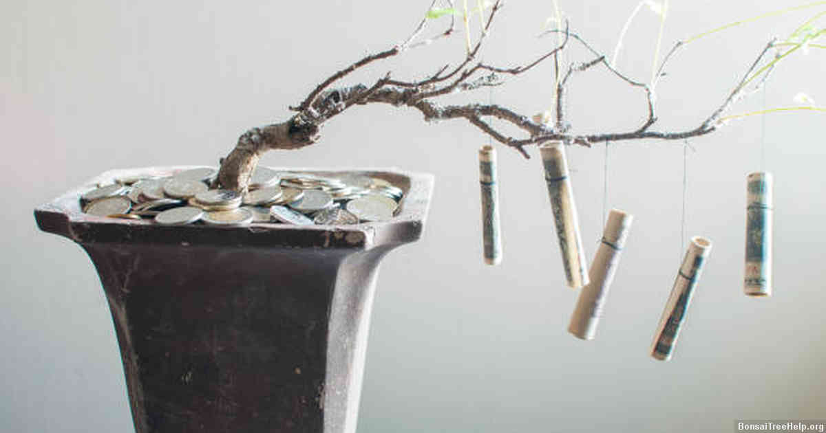 Caring for Your New Bonsai