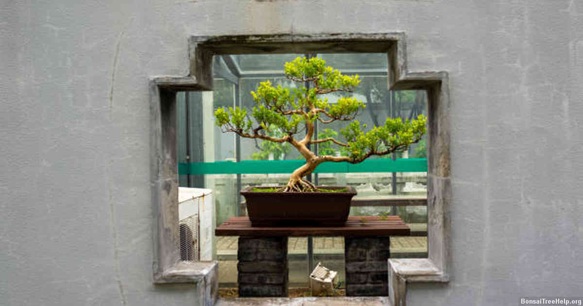 Caring for your newly acquired bonsai